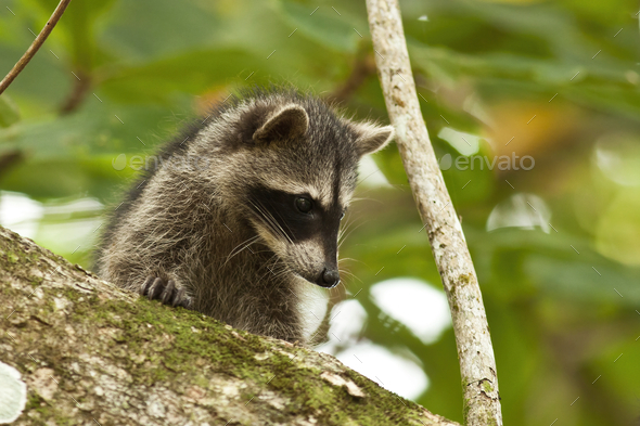 Young raccoon hiding on a branch of a tree and observing with interest - Stock Photo - Images