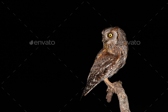 Isolated eurasian scops owl holding insect in beak with black background - Stock Photo - Images