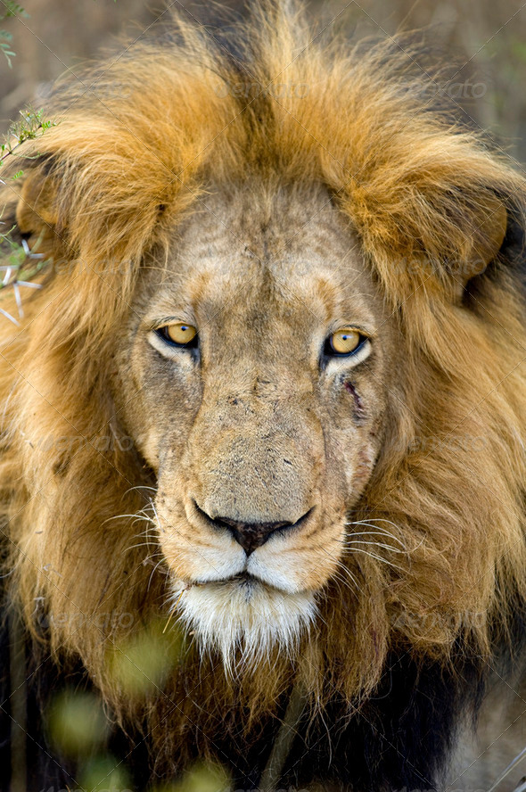 Lion's head - Stock Photo - Images