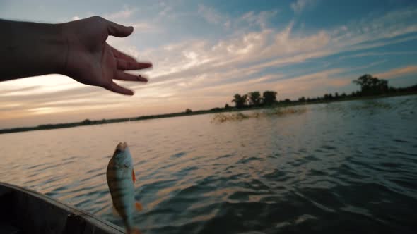 Caught Fish Dangles on a Hook Suspended on a Fishing Line alt