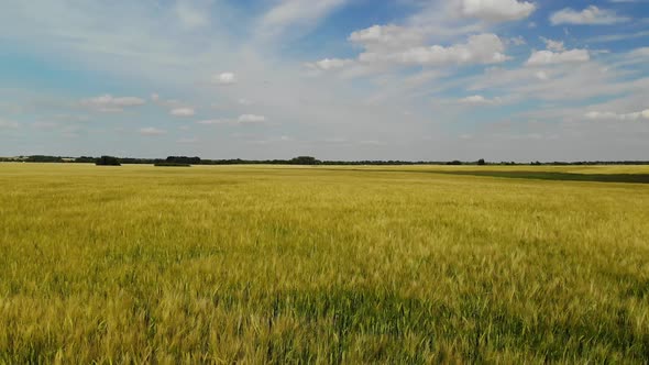 Moving Forward Over a Ripe Rye Field Russia