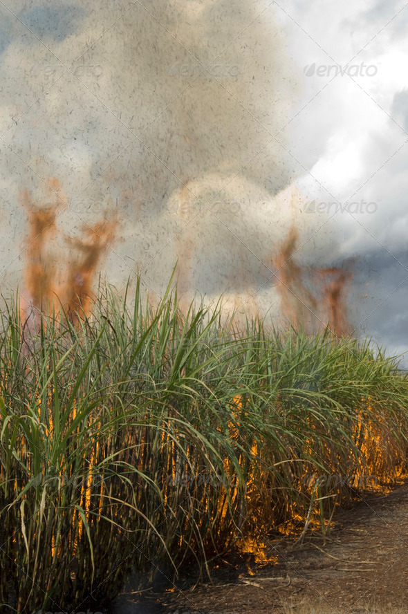 Sugarcane field - Stock Photo - Images