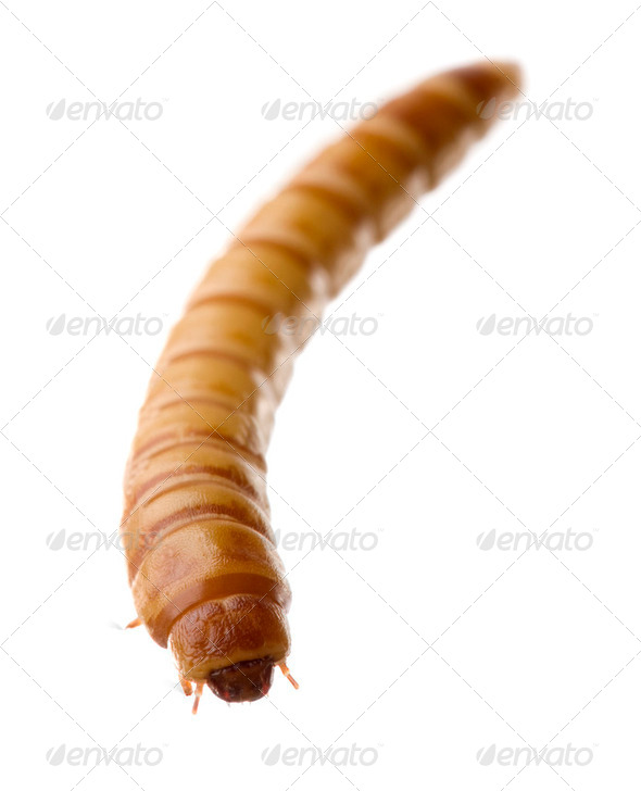 Larva of Mealworm - Tenebrio molitor - Stock Photo - Images