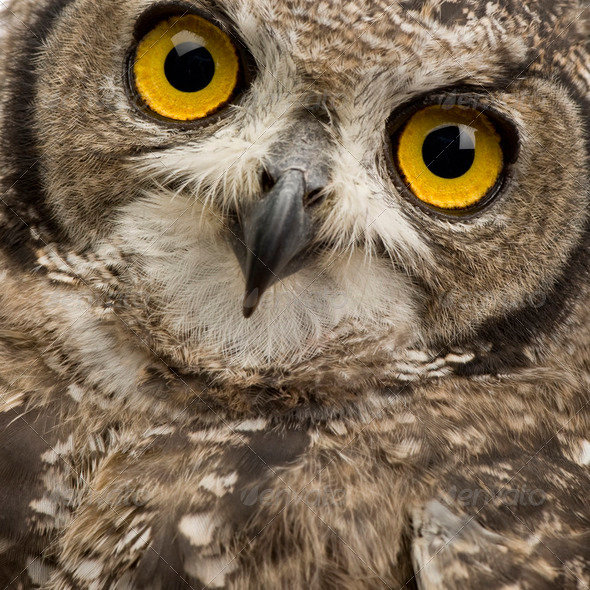 Spotted Eagle-owl - Bubo africanus (8 months) - Stock Photo - Images