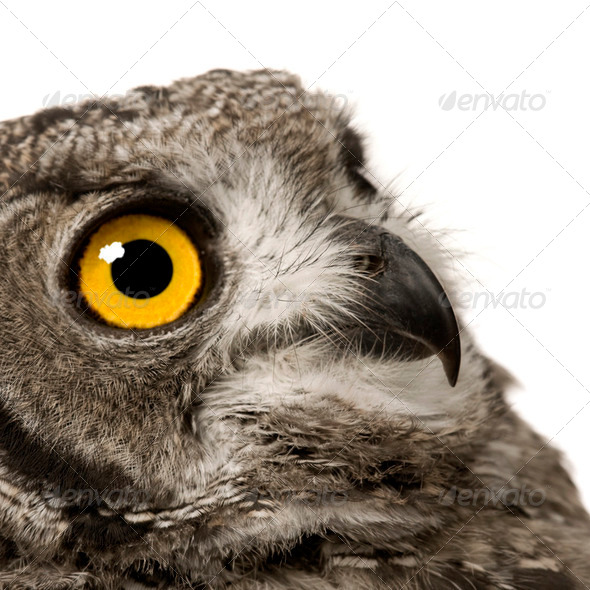 Spotted Eagle-owl - Bubo africanus (8 months) - Stock Photo - Images