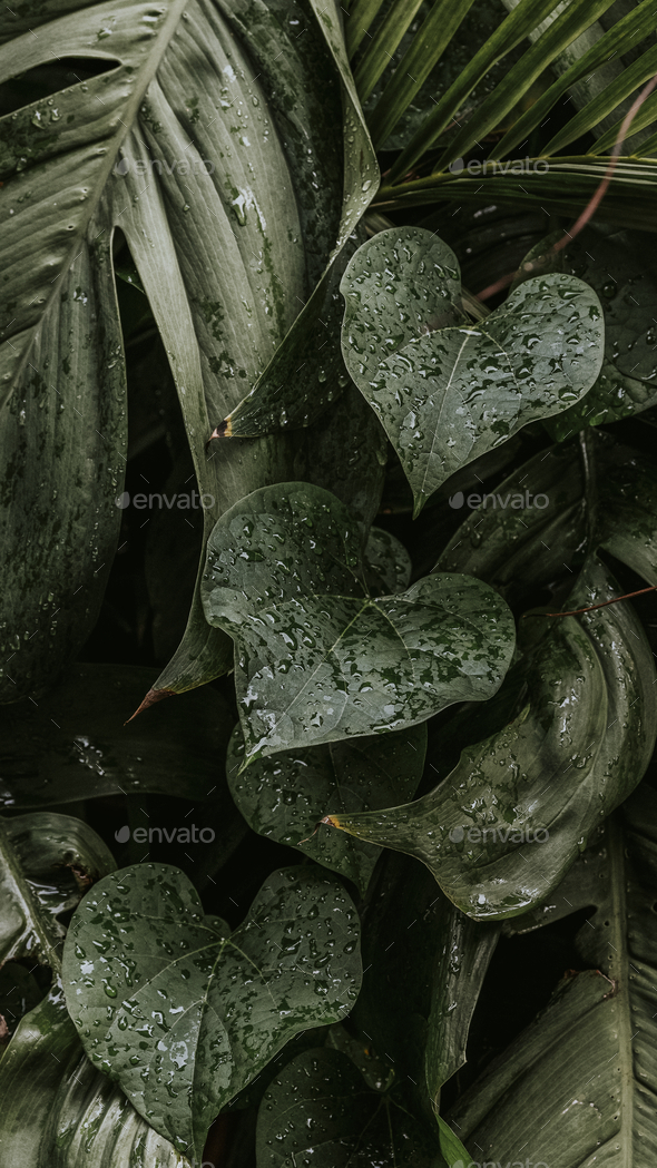 Premium psd  of Green monstera leaves with copy space by Nunny about plants  background  iphone white green  monstera deliciosa iPhone plants  Leaves iphone Minimal HD phone wallpaper  Pxfuel