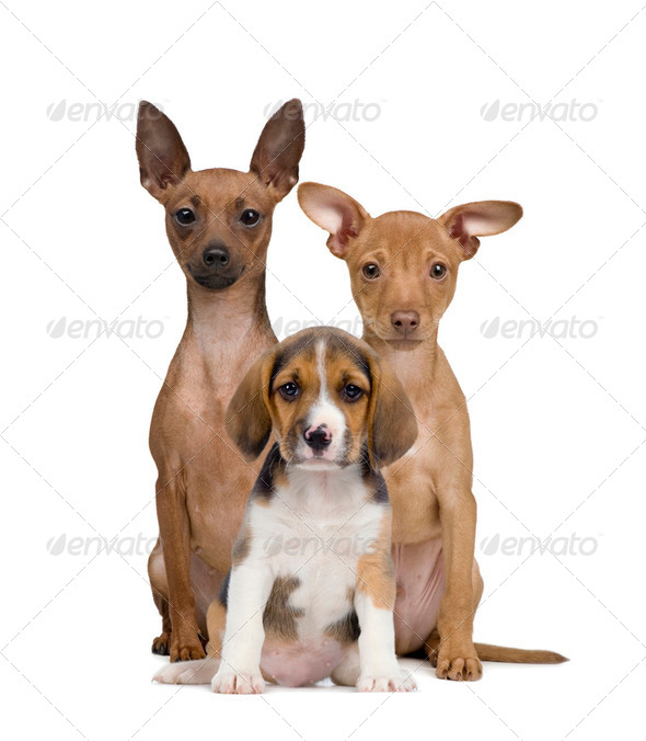 Portrait of Miniature Pinschers and Beagle puppy sitting in front of white background, studio shot - Stock Photo - Images