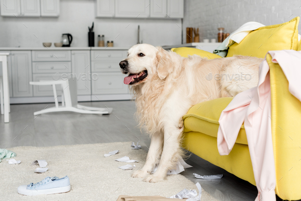 cute golden retriever lying on yellow sofa in messy apartment