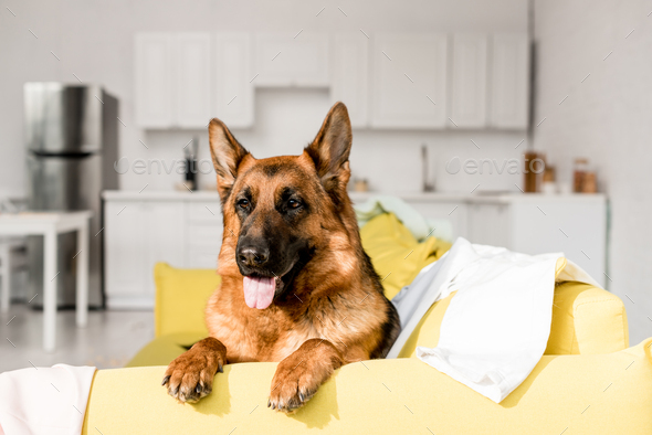 cute German Shepherd lying on bright yellow sofa and looking away in messy apartment