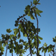 Fig Tree Branches - VideoHive Item for Sale