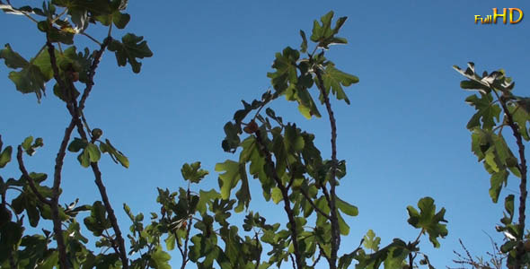Fig Tree Branches