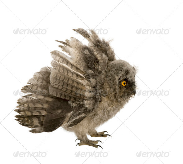 Long-eared Owl - Asio otus (7 weeks) - Stock Photo - Images