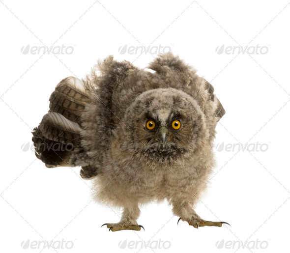 Long-eared Owl - Asio otus (7 weeks) - Stock Photo - Images