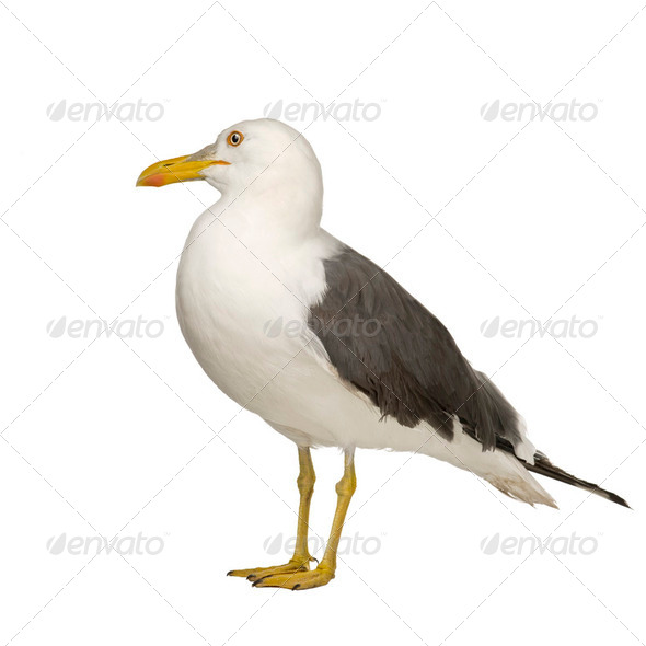Herring Gull - Larus argentatus (3 years) - Stock Photo - Images