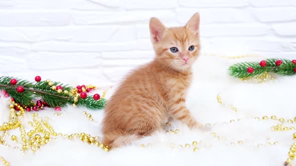 Ginger tabby curious christmas kitten sitting next to christmas toys. alt