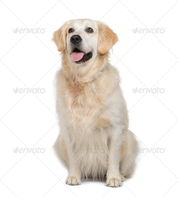 Golden Retriever Stock Photo by Lifeonwhite | PhotoDune