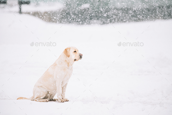 do labradors get lonely