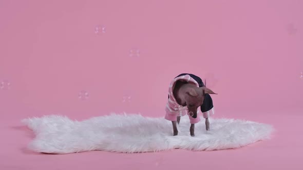 Xoloitzcuintle in a Jumpsuit Stands on a White Fur Blanket on a Pink Background alt