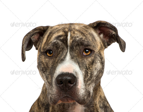 American Staffordshire terrier (18 months) - Stock Photo - Images