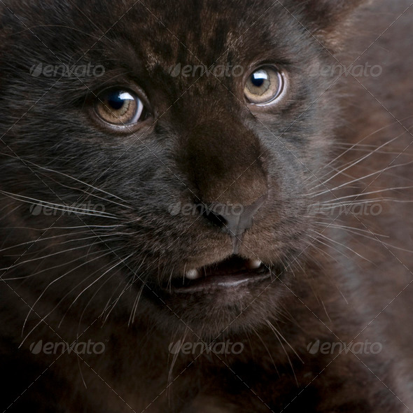Jaguar cub (2 months) - Panthera onca - Stock Photo - Images