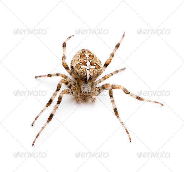 diadem spider - Araneus diadematus - Stock Photo - Images