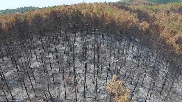 Dried Trees that Turned to Ash the Day After the Forest Fire alt