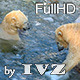 Polar Bears - VideoHive Item for Sale