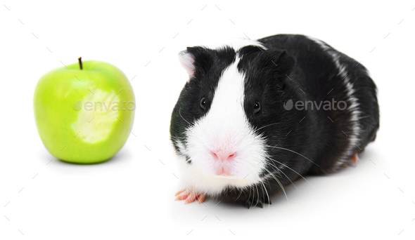guinea pig apple