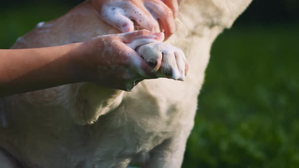 A person washing white Beagle-Labrador mix dog's paw with soap, in the park alt