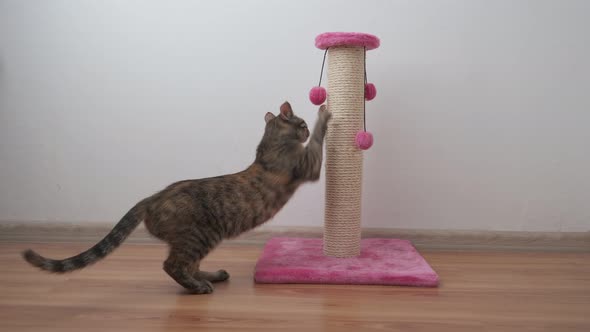 Beautiful small tabby cat sharpens its claws on a scratching post