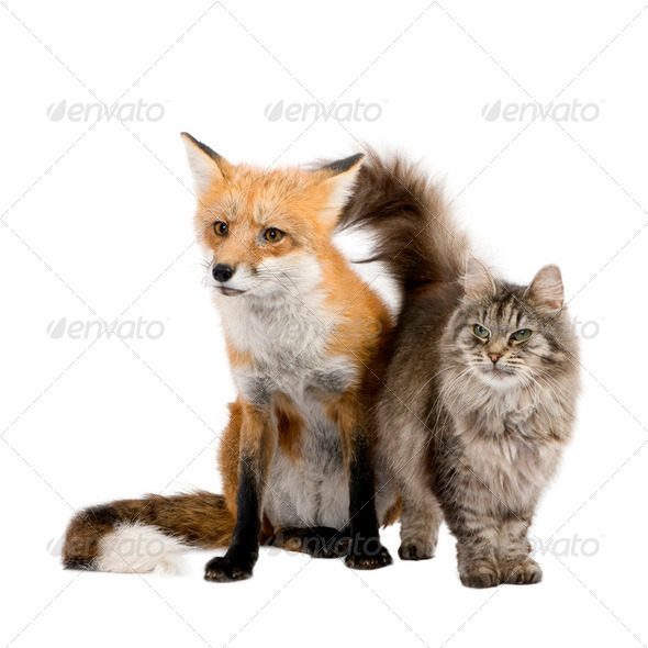 a Fox and a cat - Stock Photo - Images