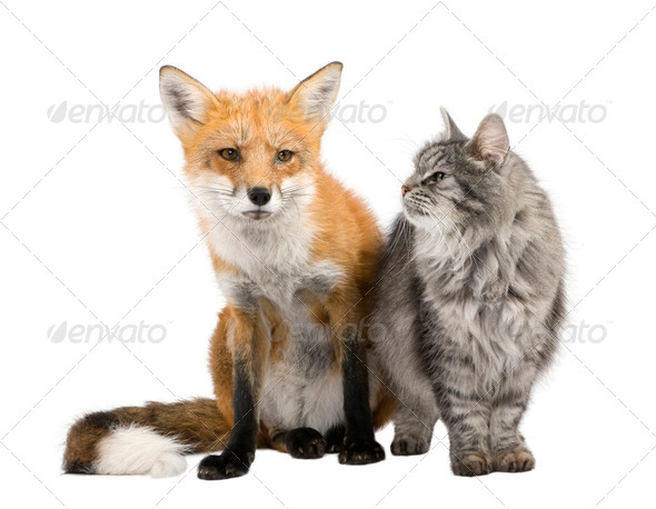 a Fox and a cat - Stock Photo - Images