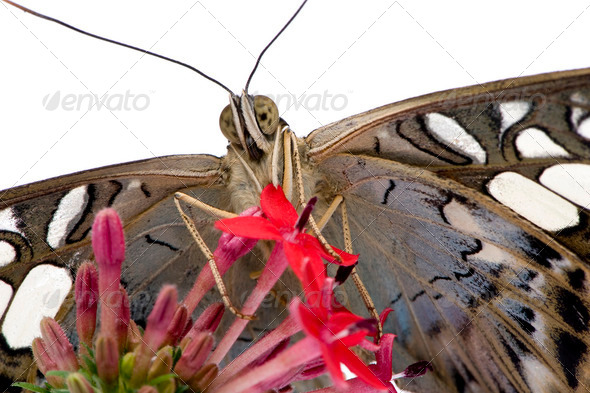 Morpho peleides butterfly - Stock Photo - Images