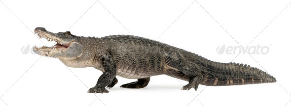 American Alligator (30 years) - Alligator mississippiensis - Stock Photo - Images