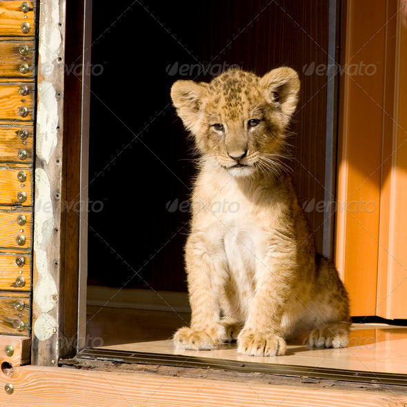Lion Cub (7 weeks) - Stock Photo - Images