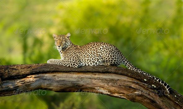 Leopard in the serengeti national reserve - Stock Photo - Images