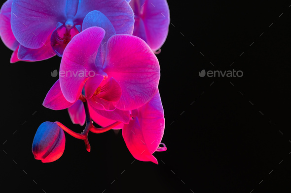 Branch of orchid flowers on dark background in neon light Stock