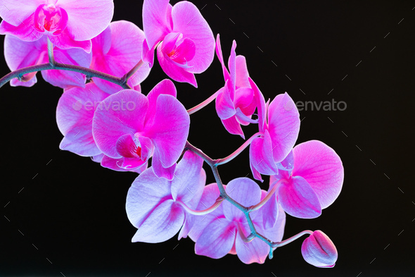 Branch of orchid flowers on dark background in neon light Stock Photo by  FabrikaPhoto