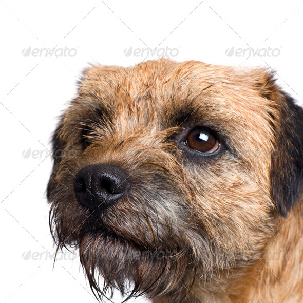 Border terrier - Stock Photo - Images