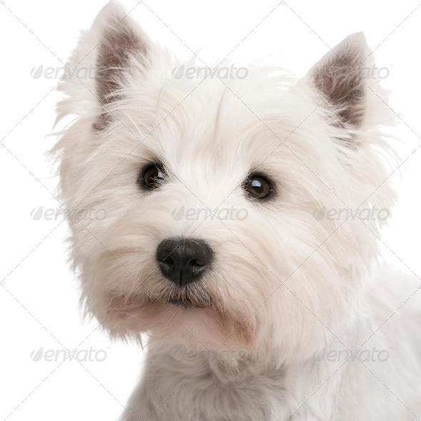 West Highland White Terrier () - Stock Photo - Images