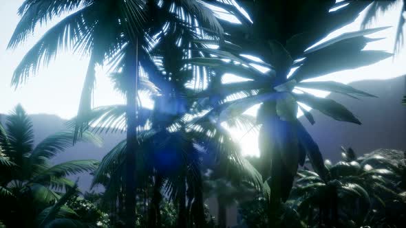 Sunset Beams Through Palm Trees alt