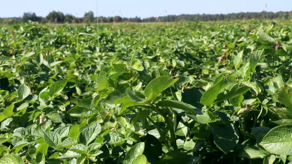 Potato Field with Bushes of Ripening Potatoes alt