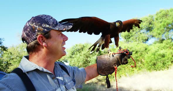 Falcon eagle perching on mans hand alt