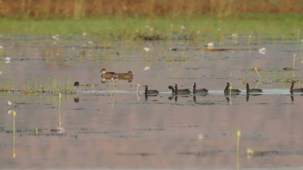 Long Range Tracking Clip of a Flock of Coots at Marlgu Billabong alt