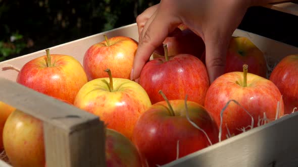Closeup Female Hand Putting a Ripe Juicy Red Apple Into the Box in the Garden alt