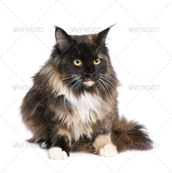 Maine Coon (11 months) - Stock Photo - Images