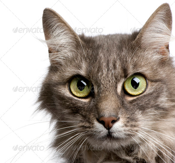 close-up on a Crossbreed angora cat and european cat (9 years) - Stock Photo - Images
