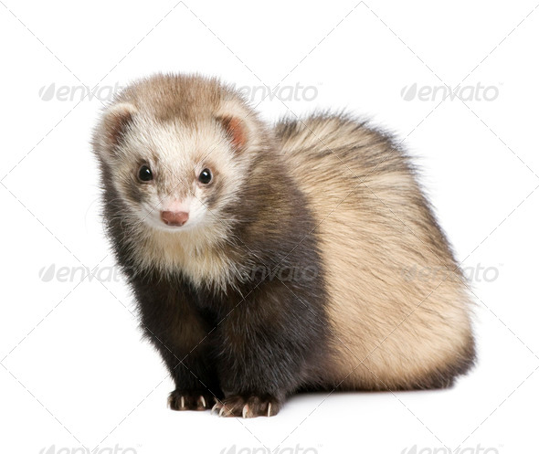 Ferret - Mustela putorius furo - Stock Photo - Images