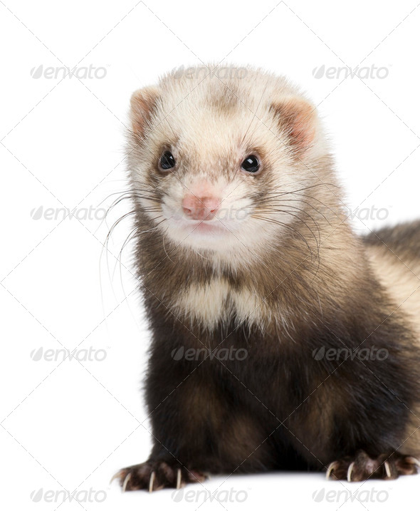 ferret - Mustela putorius furo - Stock Photo - Images