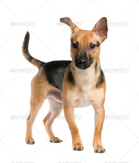 Mixed-Breed Dog between a jack russel and a pinscher (7 months) - Stock Photo - Images